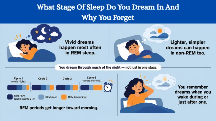 What Stage Of Sleep Do You Dream In And Why You Forget
